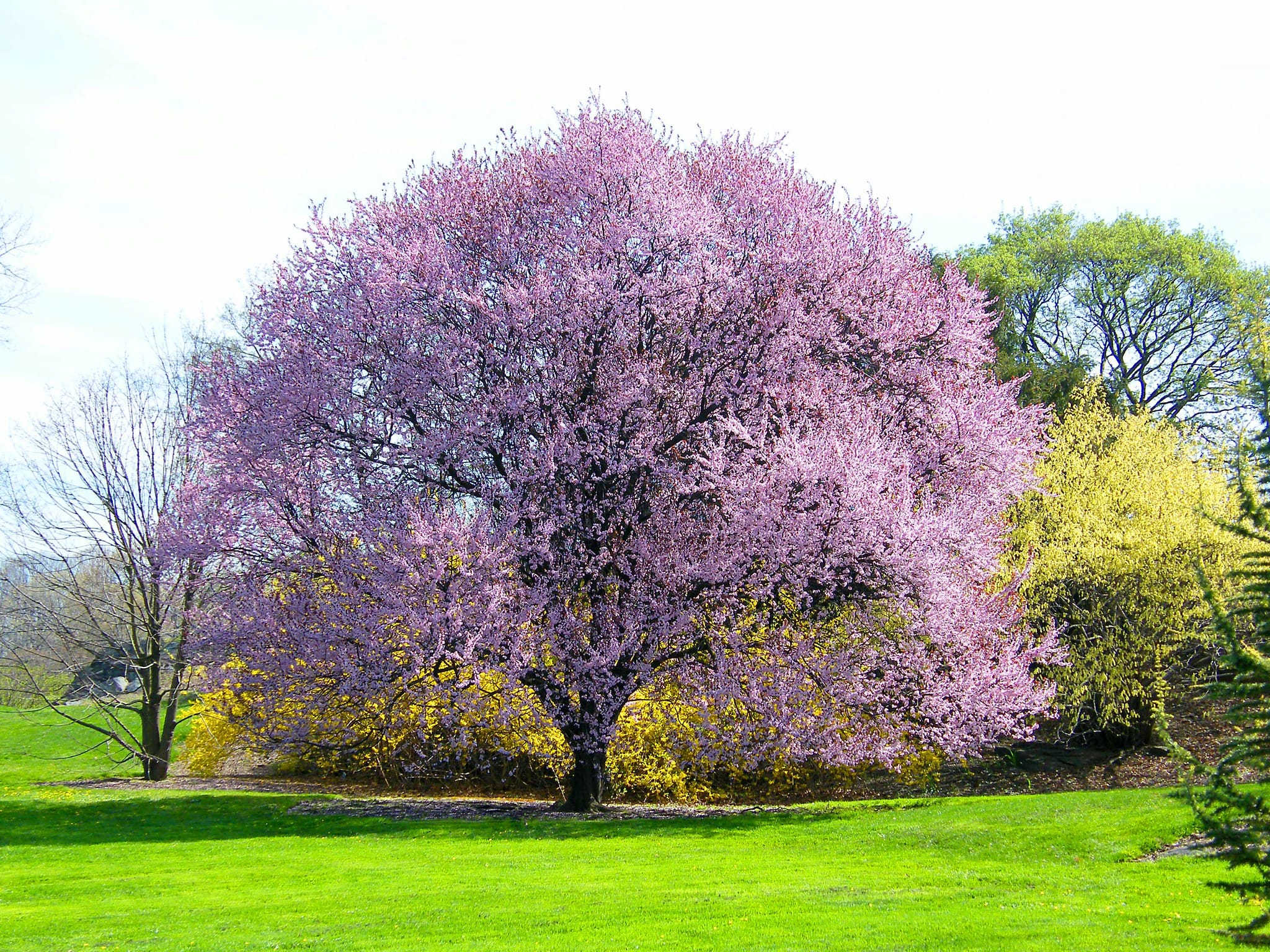 20 Árboles ornamentales: mejores Plantas para decorar tus jardines y ...