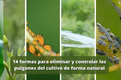 Fumigación natural para plantas: cómo eliminar pulgones sin químicos Fumigación natural para plantas: cómo eliminar pulgones sin químicos